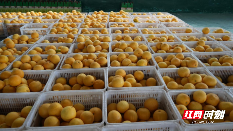 宜章县水口村:“柚”香“柚”甜“柚”美丽(新媒体)763.png 宜章县水口村:“柚”香“柚”甜“柚”美丽(新媒体)763.png