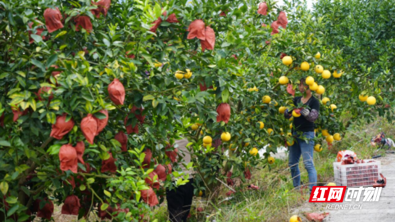 宜章县水口村:“柚”香“柚”甜“柚”美丽(新媒体)768.png 宜章县水口村:“柚”香“柚”甜“柚”美丽(新媒体)768.png