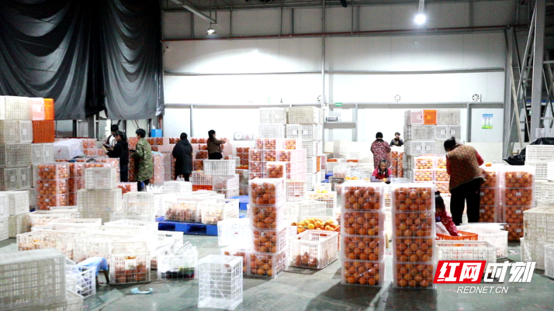 脐橙出口 (4).png