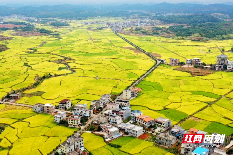 《金秋大地》 黄春涛摄于嘉禾县普满乡13347359980.jpg 《金秋大地》 黄春涛摄于嘉禾县普满乡13347359980.jpg