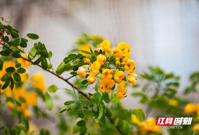 湖南新田:双荚决明花开金黄娇艳惹人爱01.jpg