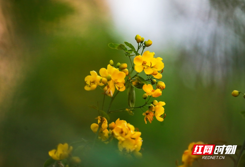 湖南新田:双荚决明花开金黄娇艳惹人爱02.jpg