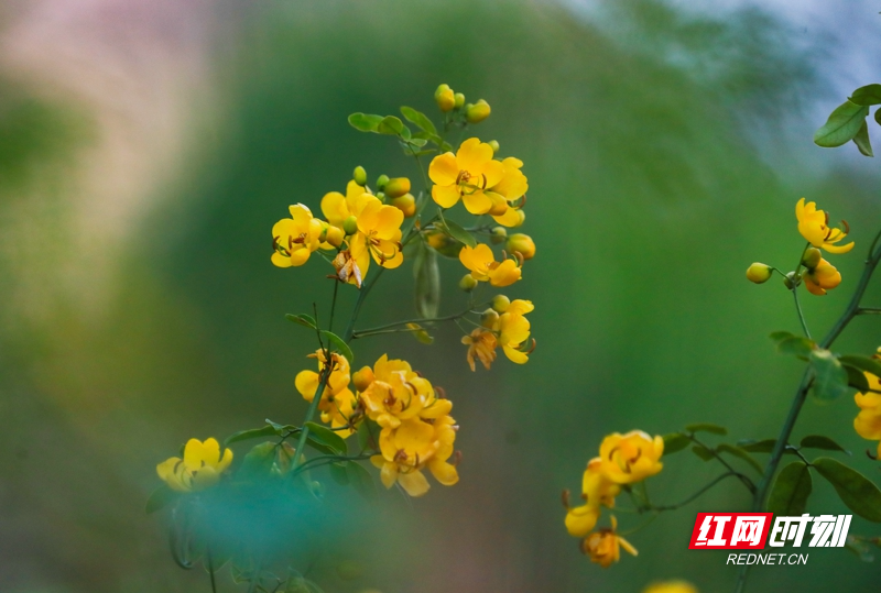 湖南新田:双荚决明花开金黄娇艳惹人爱06.jpg
