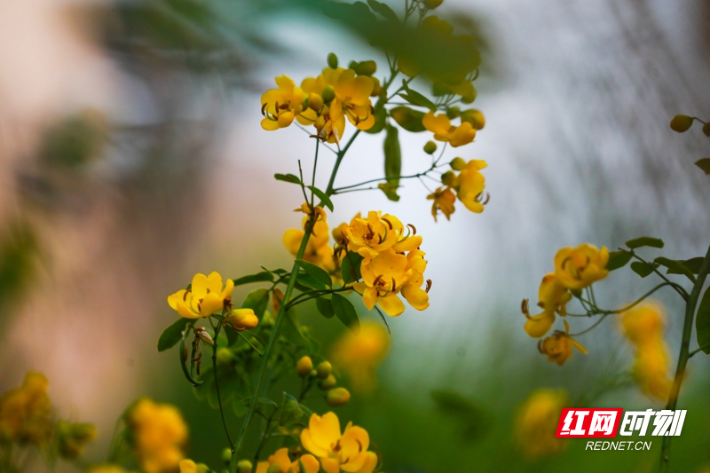 湖南新田:双荚决明花开金黄娇艳惹人爱07.jpg