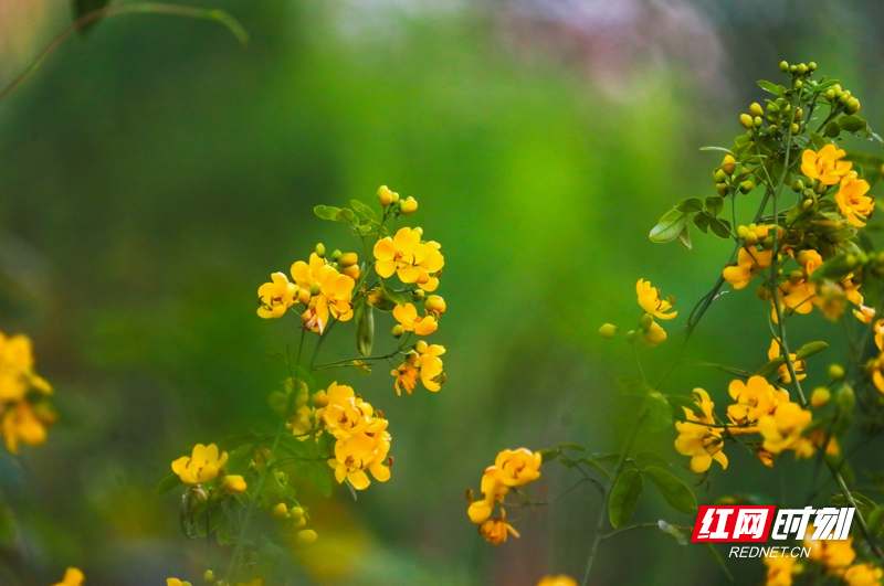 湖南新田:双荚决明花开金黄娇艳惹人爱08.jpg