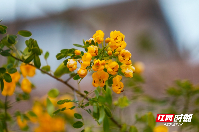 湖南新田:双荚决明花开金黄娇艳惹人爱11.jpg