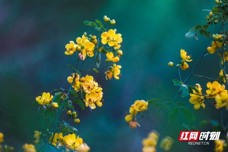 湖南新田:双荚决明花开金黄娇艳惹人爱14.jpg