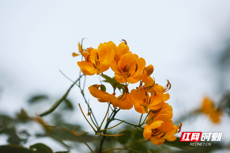湖南新田:双荚决明花开金黄娇艳惹人爱19.jpg