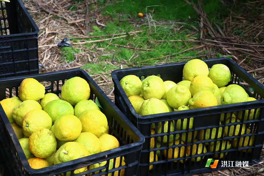 洪江市熟坪社区:村集体经济破百万 乡村振兴添动能3.jpg 洪江市熟坪社区:村集体经济破百万 乡村振兴添动能3.jpg