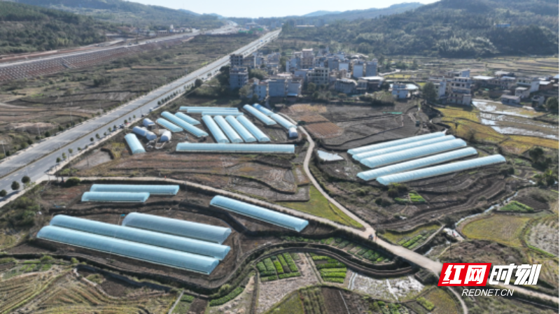 宜章县留军村:草莓别样红 乡村采摘乐(1)583.png 宜章县留军村:草莓别样红 乡村采摘乐(1)583.png