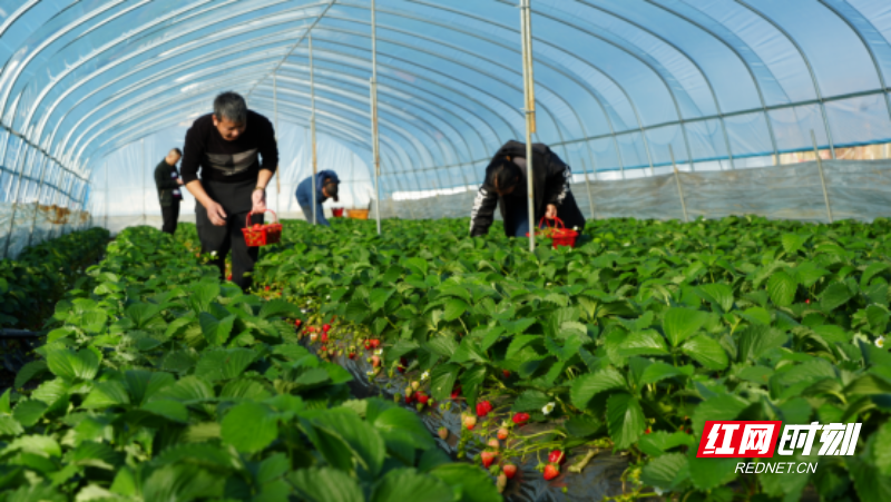 宜章县留军村:草莓别样红 乡村采摘乐(1)584.png 宜章县留军村:草莓别样红 乡村采摘乐(1)584.png