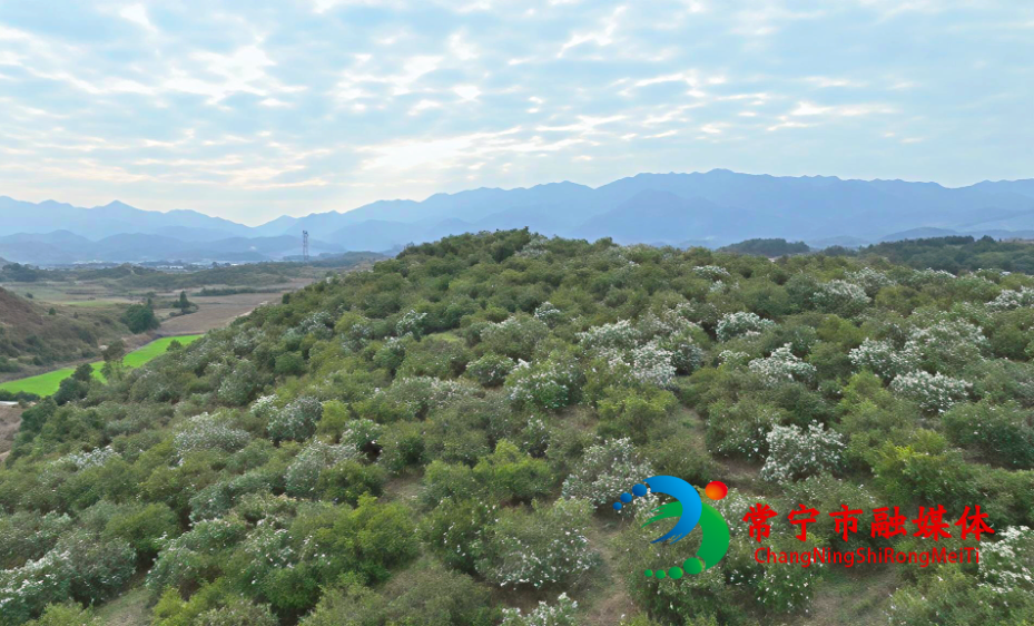 茶花_看图王.jpg 茶花_看图王.jpg