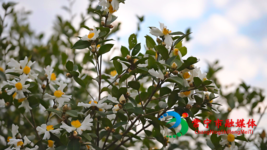 茶花2.png 茶花2.png