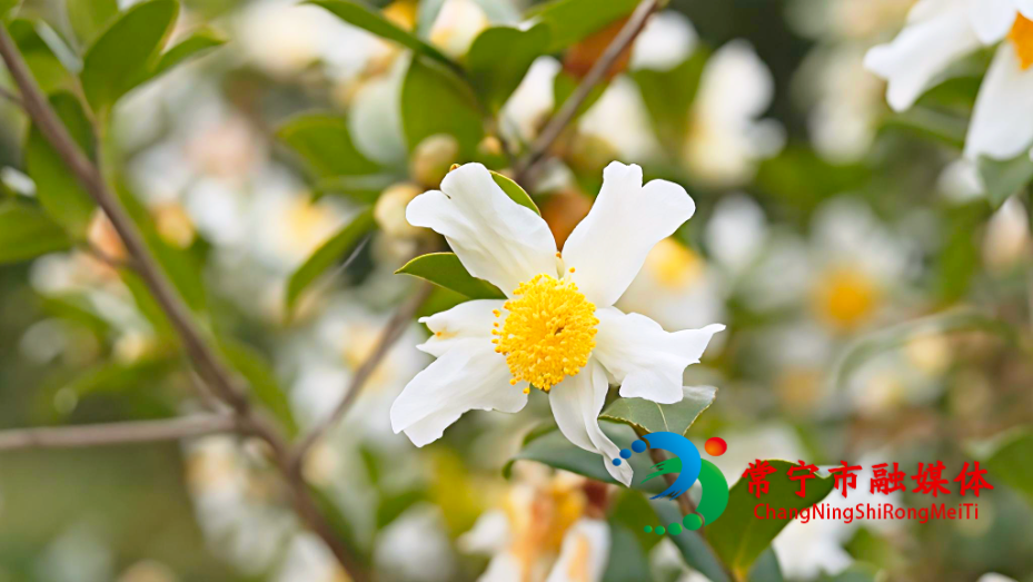 茶花1.png 茶花1.png