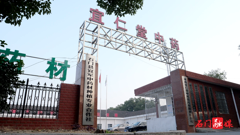 中药材飘香 产业发展“有方”5.png