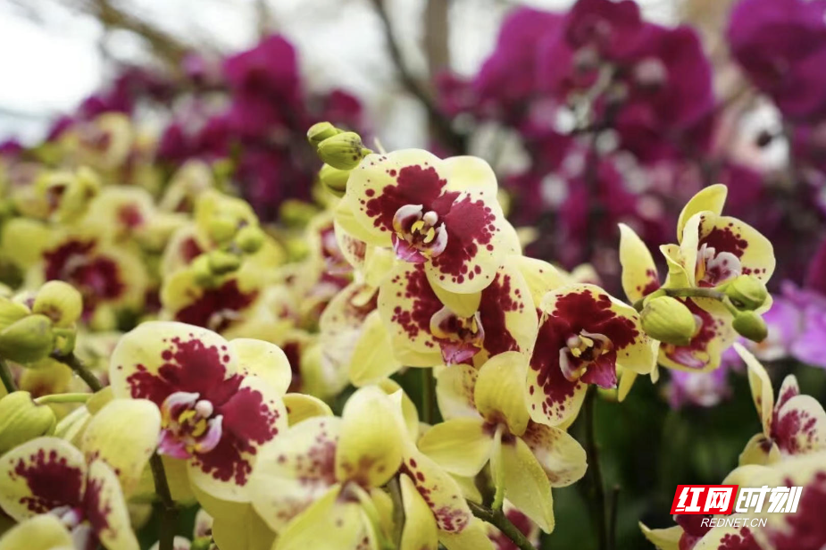 ScreenShot_2026-01-01_161104_383.jpg ScreenShot_2026-01-01_161104_383.jpg