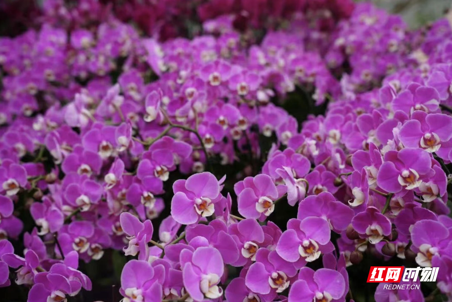 ScreenShot_2026-01-01_161045_119.jpg ScreenShot_2026-01-01_161045_119.jpg