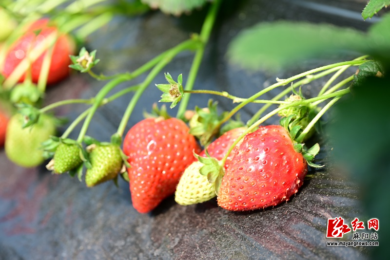 微信图片_20260109102628.jpg 微信图片_20260109102628.jpg