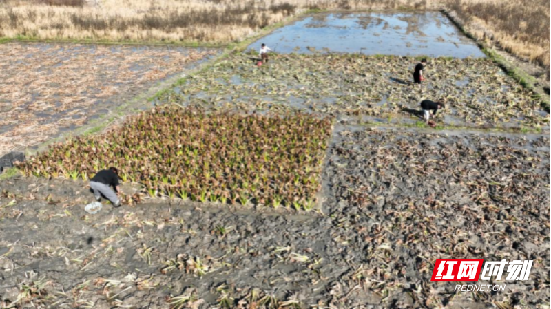 宜章县汤湖里村：白茨菇冬日采收忙  农田变增收“聚宝盆”2818.png