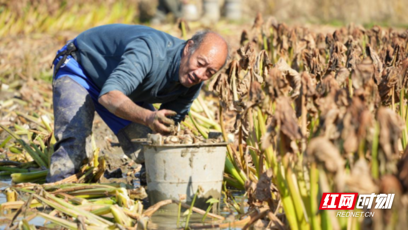 宜章县汤湖里村：白茨菇冬日采收忙  农田变增收“聚宝盆”2816.png