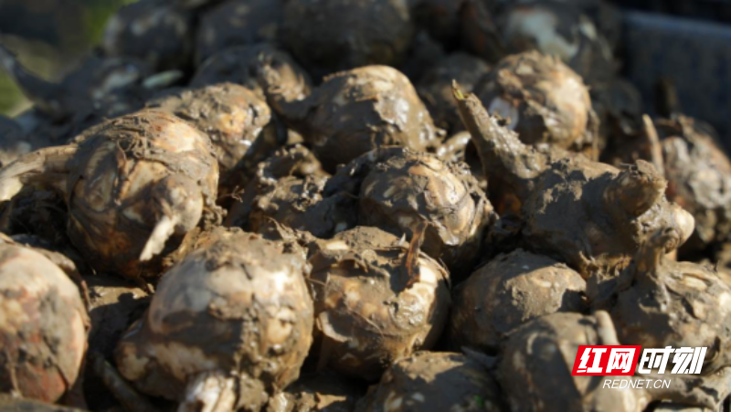 宜章县汤湖里村：白茨菇冬日采收忙  农田变增收“聚宝盆”2820.png