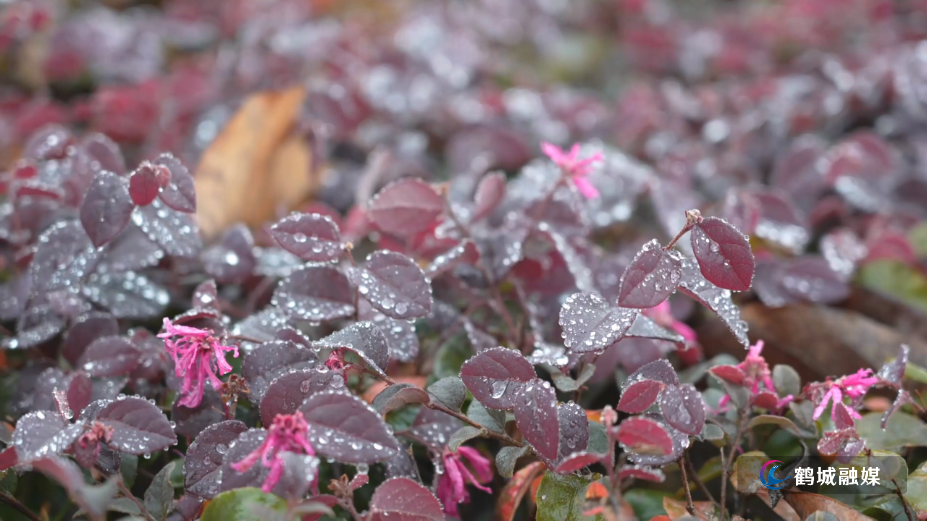 初编 19日天气.mp4_000047.794.png