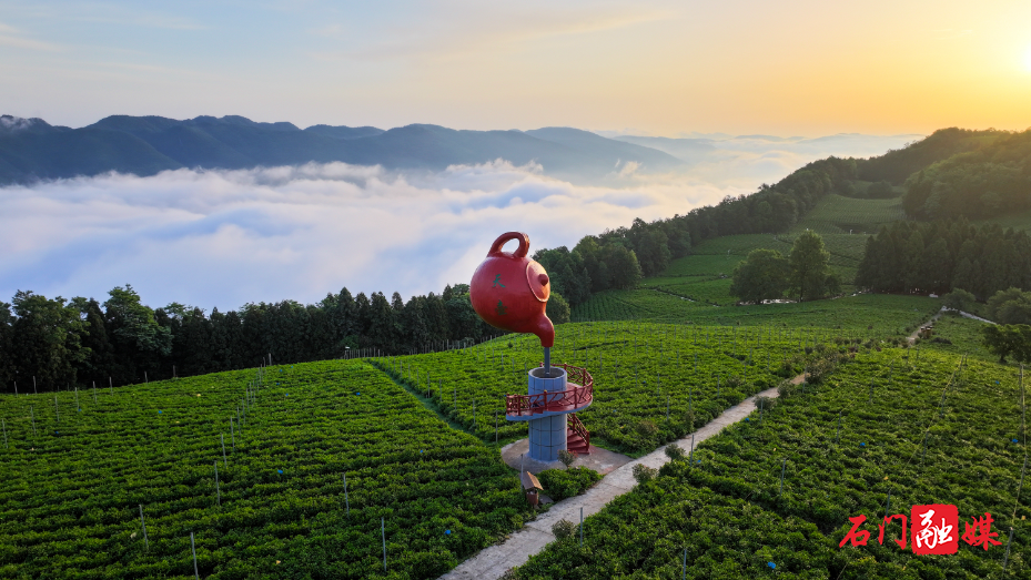 白云山国有林场:绿脉绵延富路宽 茶旅康养绘新篇15.jpg 白云山国有林场:绿脉绵延富路宽 茶旅康养绘新篇15.jpg