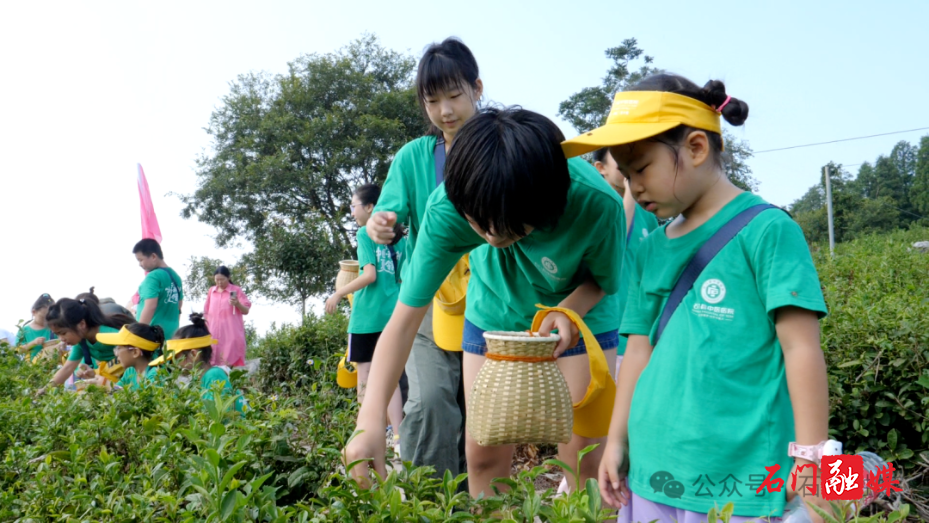白云山国有林场:绿脉绵延富路宽 茶旅康养绘新篇8.png 白云山国有林场:绿脉绵延富路宽 茶旅康养绘新篇8.png