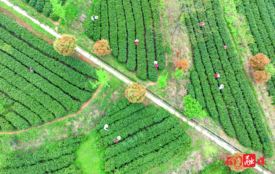 大同山国有林场:特色产业提质增效 绿脉永续开启新程8.jpg 大同山国有林场:特色产业提质增效 绿脉永续开启新程8.jpg