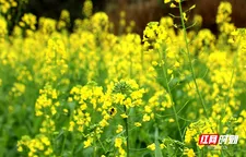 双牌：油菜花迎春绽放