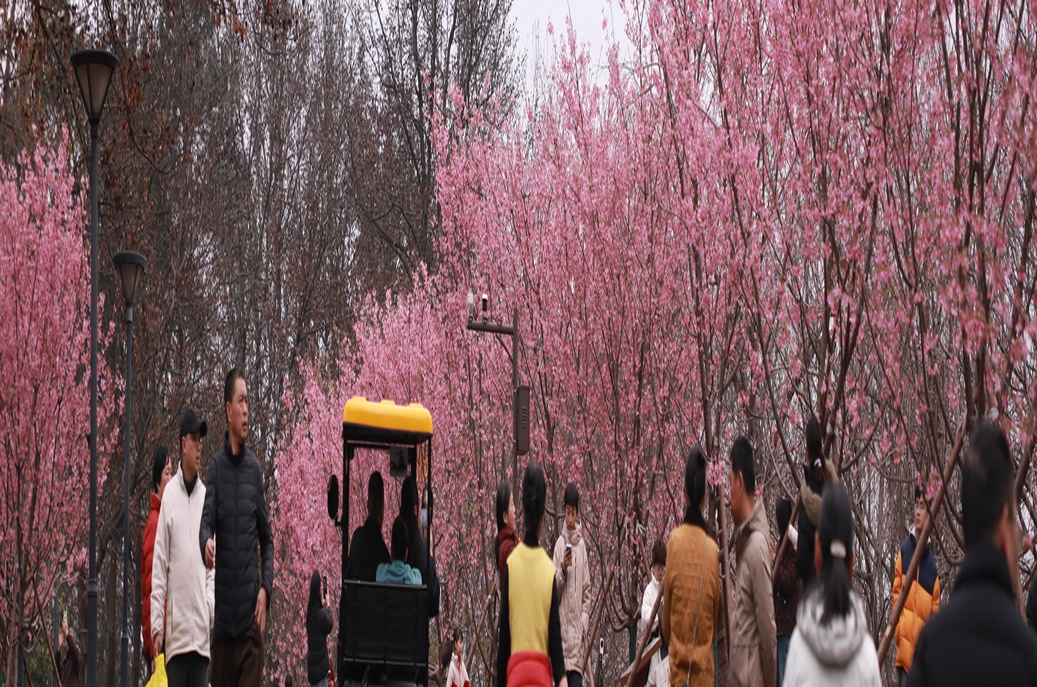 快冲！湖南省植物园早樱已开