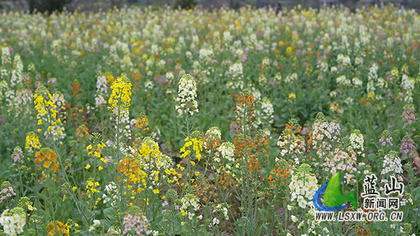 我县七彩油菜花迎春绽放 邀您共赴春日之约.jpg 我县七彩油菜花迎春绽放 邀您共赴春日之约.jpg