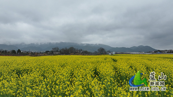 塔峰镇六七甲村：初春云雾绕青山 油菜花香醉田园.jpg