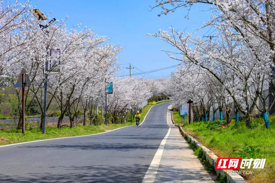 澧水南岸谋新篇 津市金鱼岭街道绘就城乡融合振兴画卷