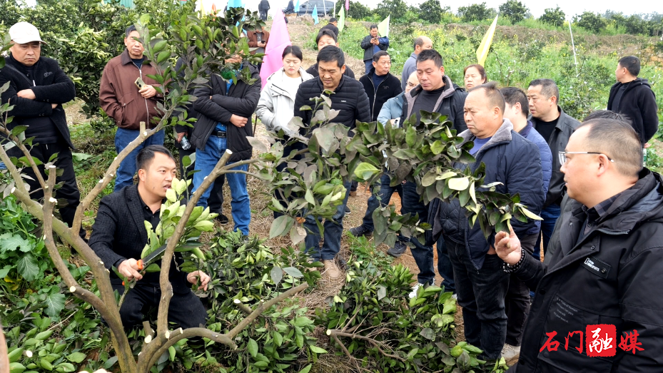 石门县启动柑橘品改 优新品种赋能产业振兴7.png 石门县启动柑橘品改 优新品种赋能产业振兴7.png