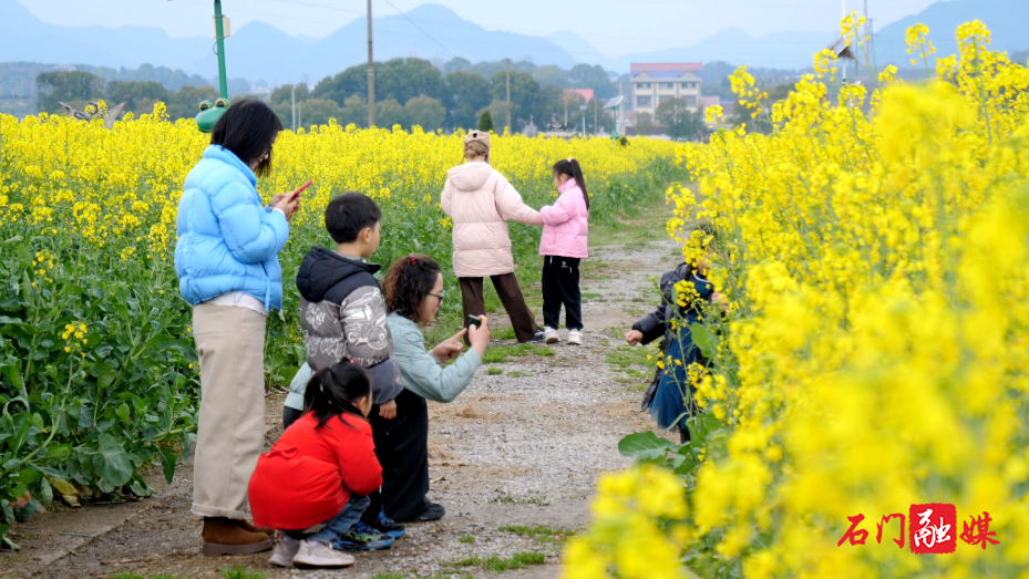 石门县:油菜花海醉游人 亲子乐享春日好时光1.png 石门县:油菜花海醉游人 亲子乐享春日好时光1.png