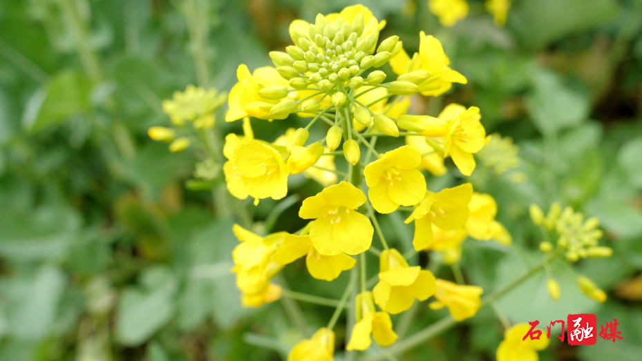 石门县:油菜花海醉游人 亲子乐享春日好时光9.png 石门县:油菜花海醉游人 亲子乐享春日好时光9.png