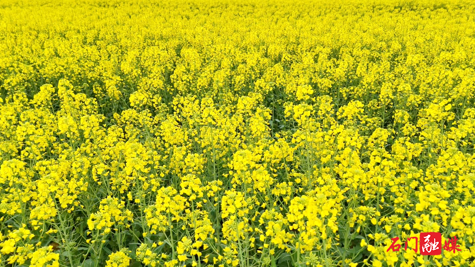 石门县:油菜花海醉游人 亲子乐享春日好时光6.png 石门县:油菜花海醉游人 亲子乐享春日好时光6.png