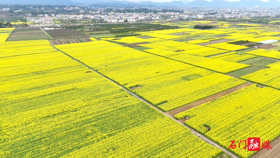 石门县:油菜花海醉游人 亲子乐享春日好时光4.png 石门县:油菜花海醉游人 亲子乐享春日好时光4.png