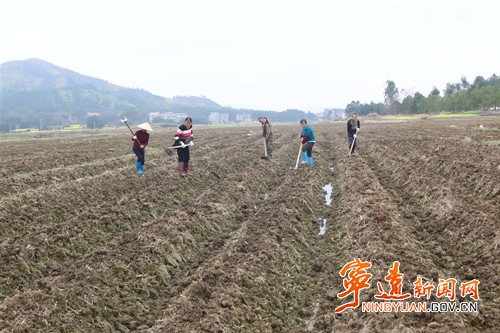 宁远:人勤春早耕种忙2_副本500.jpg 宁远:人勤春早耕种忙2_副本500.jpg