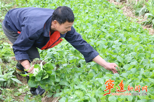 宁远:人勤春早耕种忙3_副本500.jpg 宁远:人勤春早耕种忙3_副本500.jpg