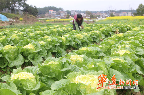 宁远:人勤春早耕种忙4_副本500.jpg 宁远:人勤春早耕种忙4_副本500.jpg