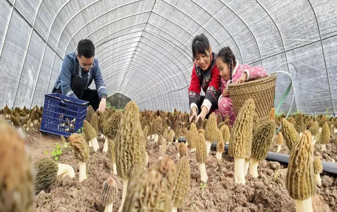 古丈岩头寨镇：一碗羊肚菌土鸡汤，炖出乡村振兴好滋味