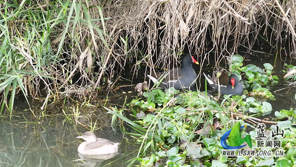 我县惊蛰焕生机 黑水鸡小鸊鷉相伴栖居1.jpg