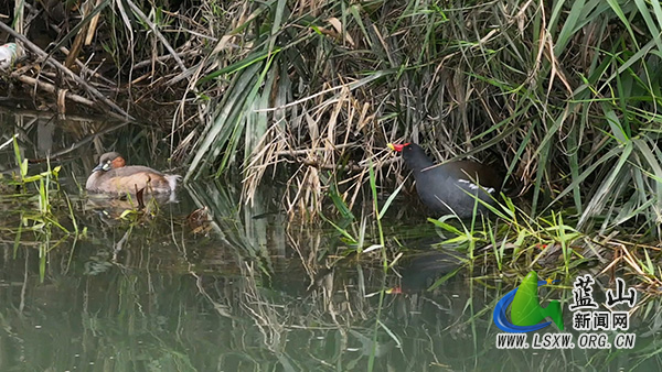 我县惊蛰焕生机 黑水鸡小鸊鷉相伴栖居2.jpg