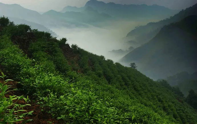 湘西州：“春茶快贷”破解茶企融资难 1.22亿元金融活水精准滴灌茶产业