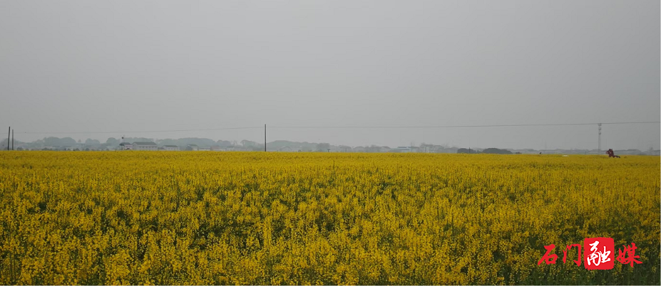 易市2.png 易市2.png