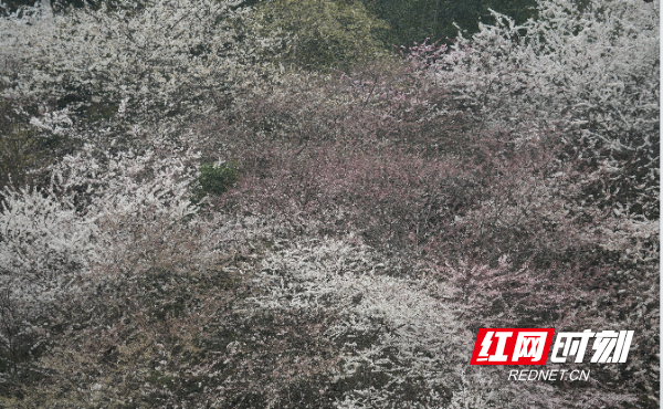 邵阳绥宁：樱花绚烂春意浓