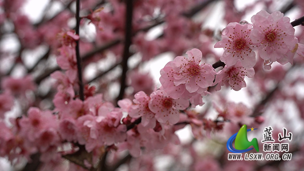 美丽蓝山：早樱烂漫  与春同频1.jpg