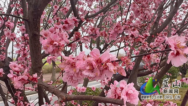 美丽蓝山：早樱烂漫  与春同频2.jpg